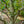 Load image into Gallery viewer, Red Delicious Apple Tree