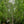 Load image into Gallery viewer, Red Delicious Apple Tree