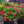 Load image into Gallery viewer, Red Double Knock Out Rose - Rose - Shrubs