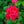 Load image into Gallery viewer, Red Double Knock Out Rose - Rose - Shrubs