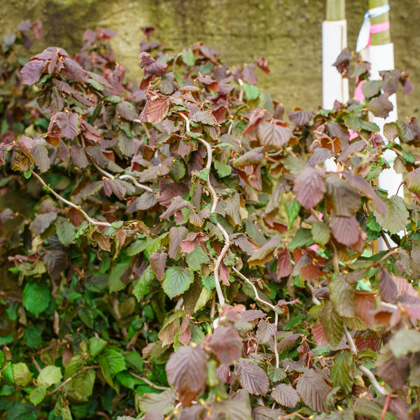 Red Dragon European Filbert