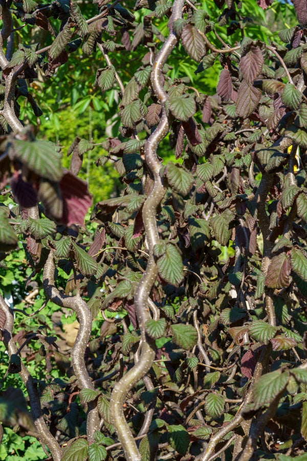 Red Dragon European Filbert