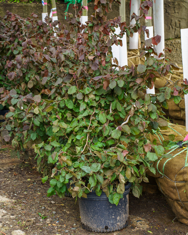 Red Dragon European Filbert