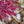 Load image into Gallery viewer, Red Dragon Japanese Maple - Japanese Maple - Japanese Maples