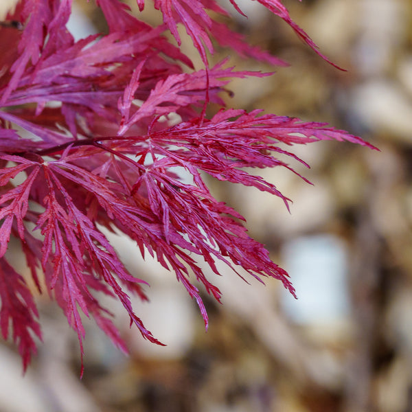 Red Dragon Japanese Maple - Japanese Maple - Japanese Maples