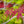 Load image into Gallery viewer, Red Dragon Japanese Maple - Japanese Maple - Japanese Maples