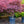 Load image into Gallery viewer, Red Dragon Japanese Maple - Japanese Maple - Japanese Maples