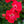 Load image into Gallery viewer, Red Dift Rose - Rose - Shrubs