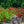 Load image into Gallery viewer, Red Dift Rose - Rose - Shrubs