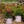 Load image into Gallery viewer, Red Dift Rose