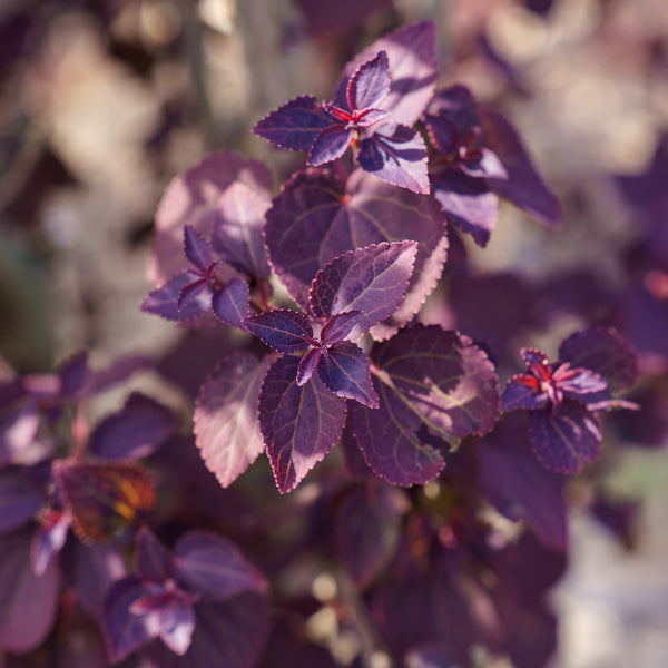Red Fox Katsura Tree