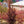 Load image into Gallery viewer, Red Fox Katsura - Other Shade Trees - Shade Trees