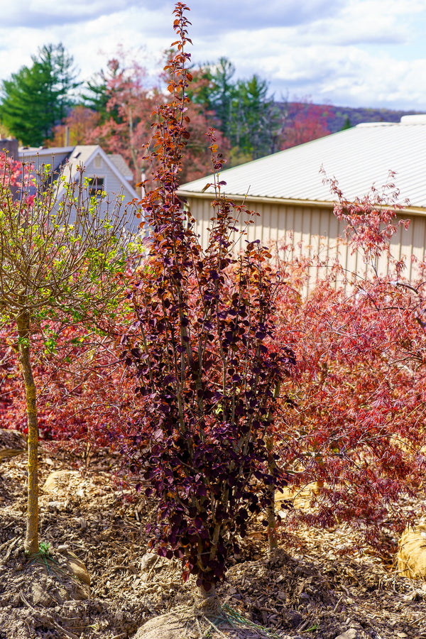 Red Fox Katsura Tree