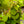 Load image into Gallery viewer, Red Fox Katsura