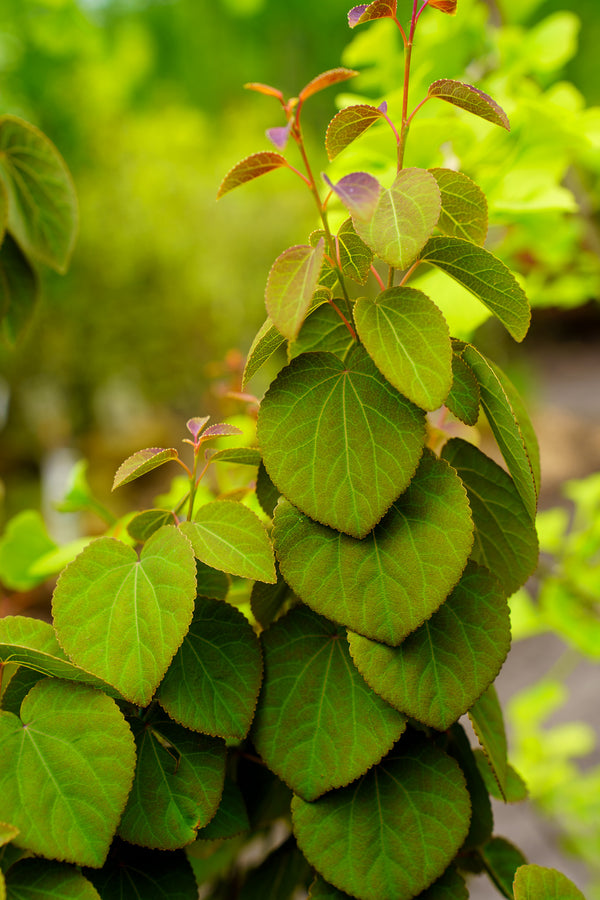 Red Fox Katsura Tree