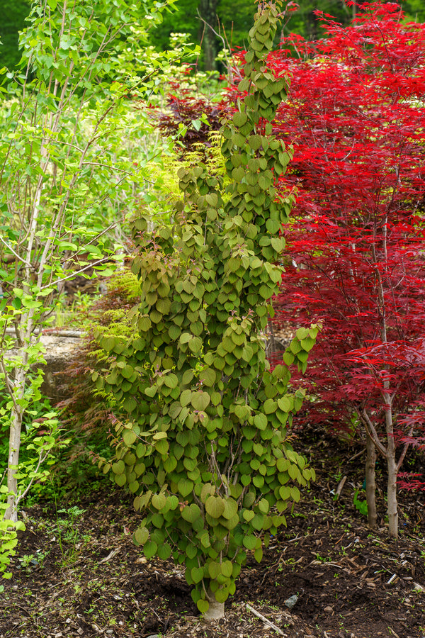 Red Fox Katsura Tree