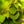 Load image into Gallery viewer, Red Fox Katsura