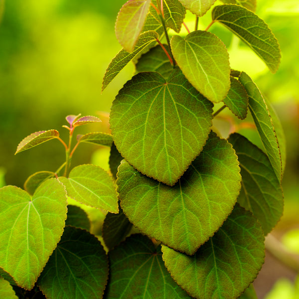 Red Fox Katsura Tree