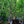 Load image into Gallery viewer, Red Fuji Apple Tree - Apple - Fruit Trees