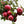 Load image into Gallery viewer, Red Fuji Apple Tree - Apple - Fruit Trees