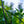 Load image into Gallery viewer, Red Fuji Apple Tree - Apple - Fruit Trees