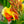 Load image into Gallery viewer, Red Golden Flame Canna Lily