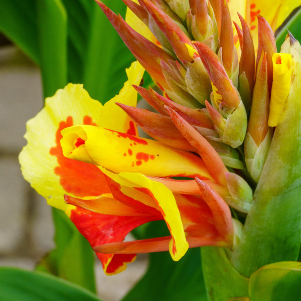 Red Golden Flame Canna Lily