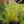 Load image into Gallery viewer, Red Head Fountain Grass