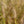 Load image into Gallery viewer, Red Head Fountain Grass