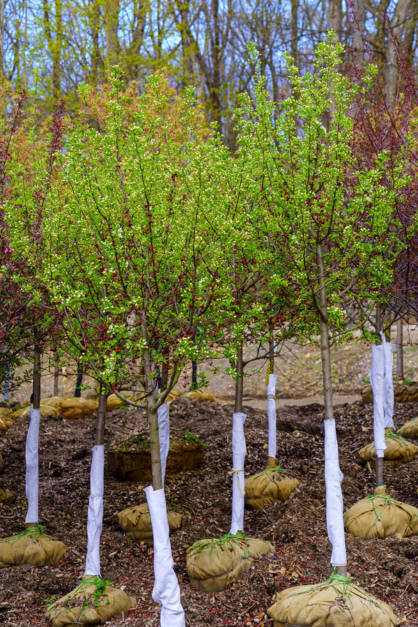 Red Jewel Crabapple