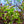 Load image into Gallery viewer, Red Jewel Crabapple - Crabapple - Flowering Trees