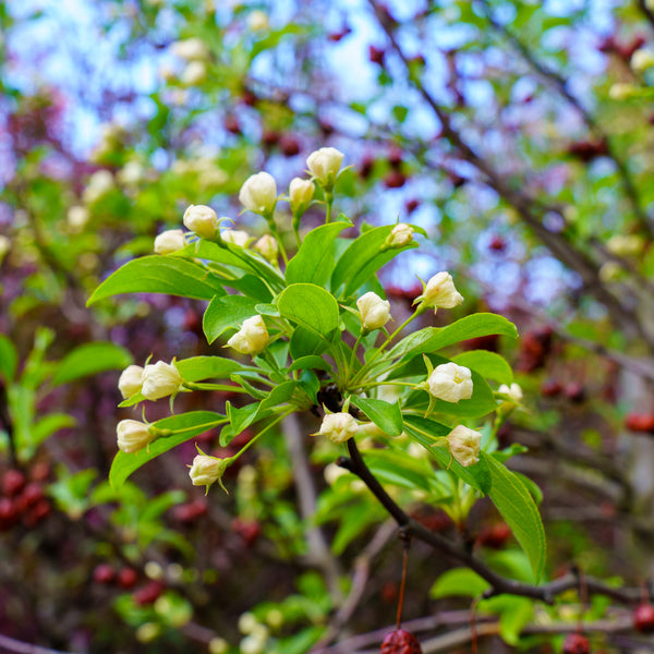 Red Jewel Crabapple