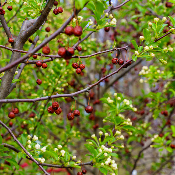 Red Jewel Crabapple