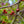 Load image into Gallery viewer, Red Jewel Crabapple - Crabapple - Flowering Trees