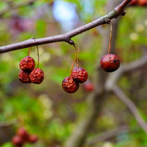 Red Jewel Crabapple