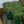 Load image into Gallery viewer, Red Mountain Flame Ice Plant