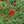 Load image into Gallery viewer, Red Mountain Flame Ice Plant