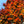 Load image into Gallery viewer, Red Obelisk European Beech - Beech - Shade Trees