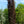Load image into Gallery viewer, Red Obelisk European Beech - Beech - Shade Trees