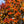 Load image into Gallery viewer, Red Obelisk European Beech - Beech - Shade Trees