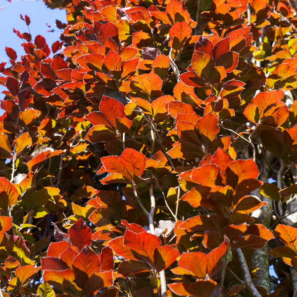 Red Obelisk Beech