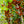 Load image into Gallery viewer, Red Obelisk European Beech - Beech - Shade Trees