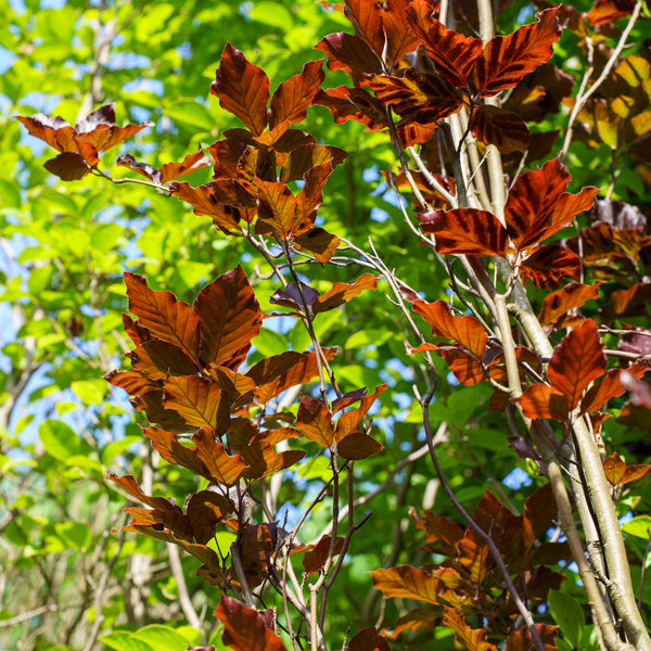 Red Obelisk Beech