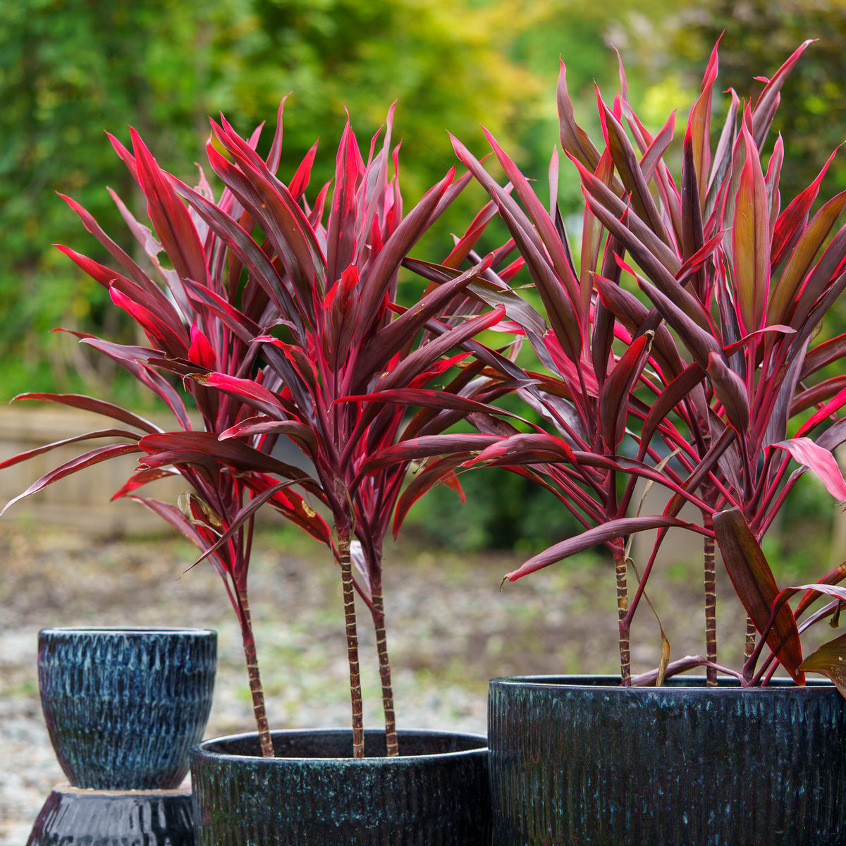Red Pepper Cordyline – Plant Detectives