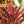 Load image into Gallery viewer, Red Pepper Cordyline