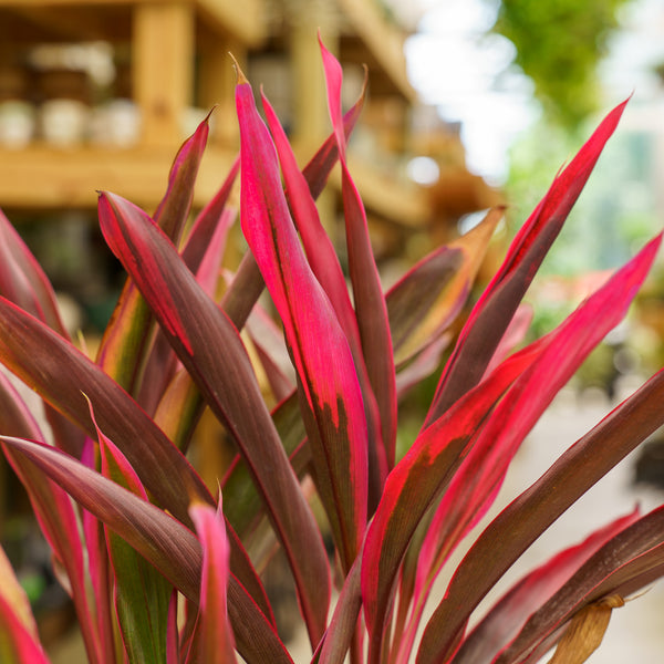 Red Pepper Cordyline