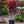 Load image into Gallery viewer, Red Pepper Cordyline