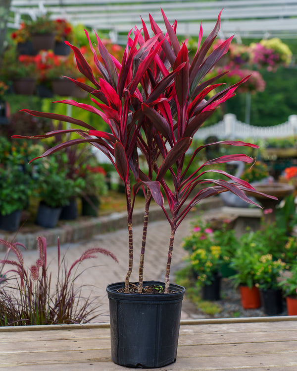 Red Pepper Cordyline
