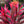 Load image into Gallery viewer, Red Pepper Cordyline