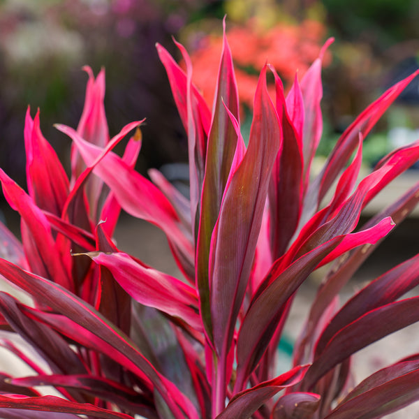 Red Pepper Cordyline